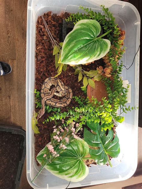 Cool Ball Python Setups 的图像结果