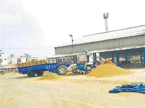 Private traders purchasing paddy much below MSP - Hindustan Times