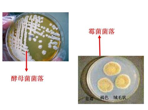 真菌的定义、分类、起源和演化 - 消费提示 - 抗菌产业网-抗菌行业门户网站