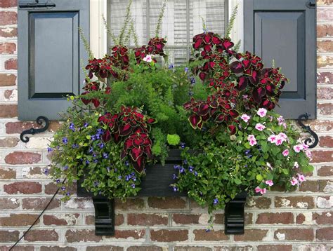15 Gorgeous Flowering Window Box Ideas for Spring