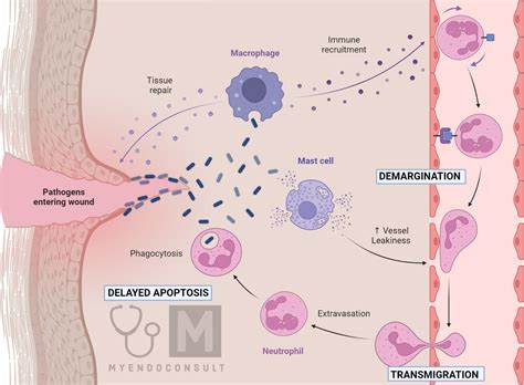 Effects of Glucocorticoids on White Blood Cell Counts – My Endo Consult