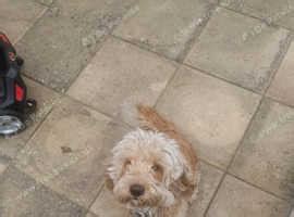 Image result for Cockapoo Waffle Dog