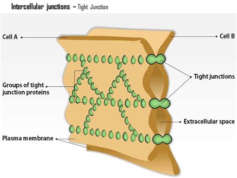 Rezultat imagine pentru Intercellular Junctions