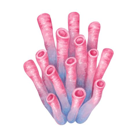 Tube corals, sea sponge. Watercolor and marker illustration. Ocean ...