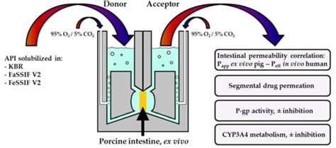 Drug Transport across Porcine Intestine Using an Ussing Chamber System ...