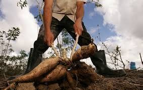 Survival of Cassava Crop Through Indigenous Practices | UPSC IAS