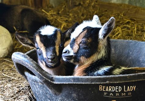 Baby Goats – Nigerian Dwarfs - Bearded Lady Farms