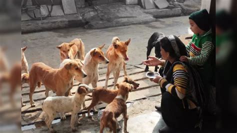 Stray dogs : Problem today, forgotten tomorrow, leads to Noida child ...