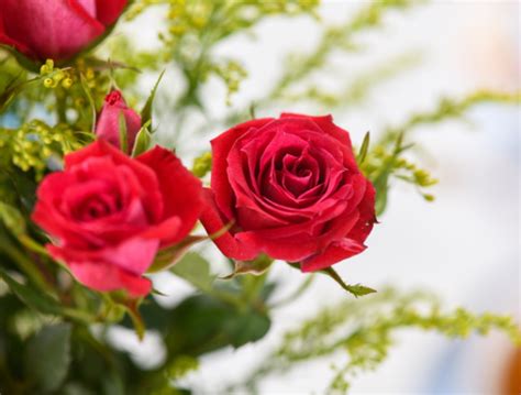 重瓣红玫瑰和普通玫瑰，区别主要在于这3点，了解后更好养殖_腾讯新闻
