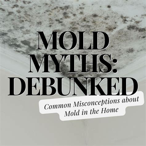 Mold Myths Debunked: Common Misconceptions About Mold in the Home – Lanier Home Restoration