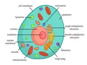 Human Body Cell: Human Body Cell structure diagram: Scientists are ...