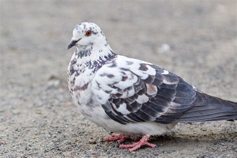 Rock Pigeon Female