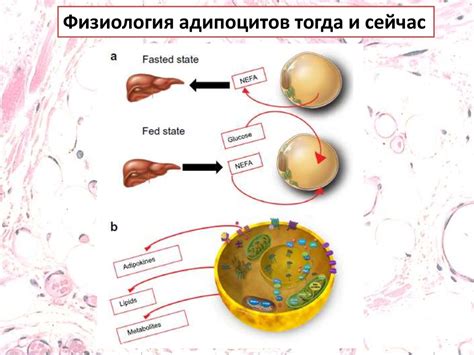 Секреты адипоцитов, эволюция представлений - презентация онлайн