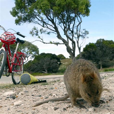 Narrow-Leaved Tea Tree (Melaleuca alternifolia) seeds