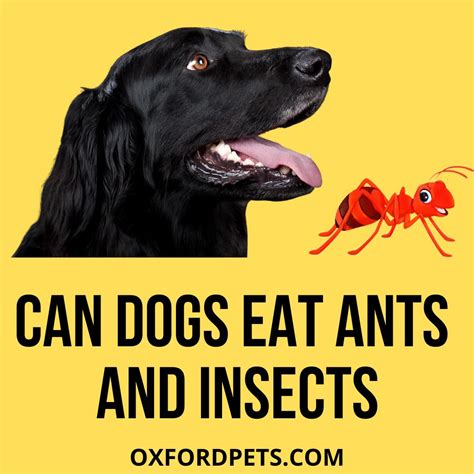 Dog Eating Ant Killer at Hannah Belisario blog