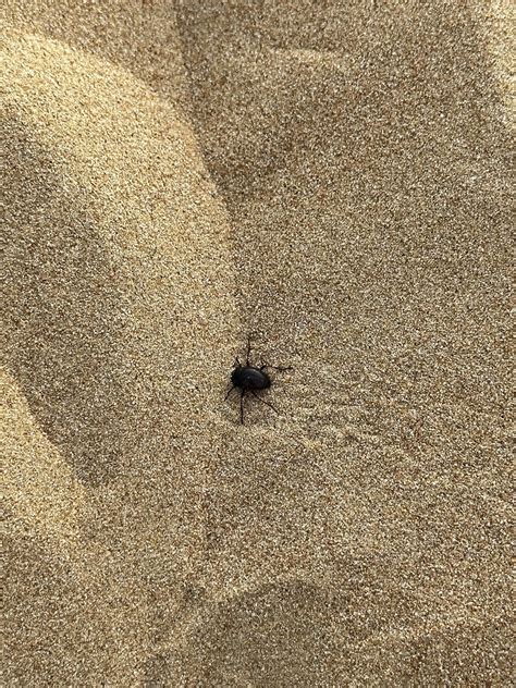 Desert bugs : r/whatsthisbug