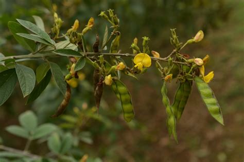 Pigeon pea (Cajanus cajan) Flower, Leaf, Care, Uses - PictureThis