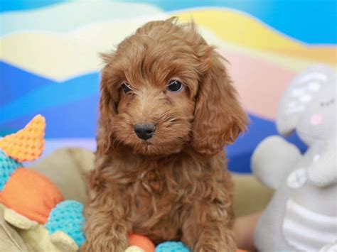 Image result for Adult Male Cockapoo