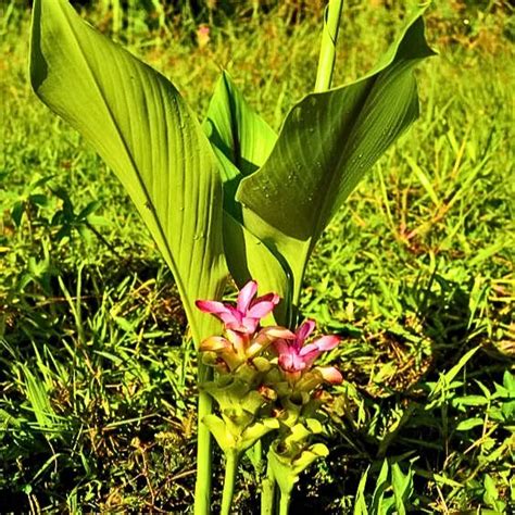 Black Turmeric (Curcuma Caesia) "Kali Haldi" - Plant – Lalit Enterprise