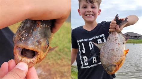 Boy shocked as he reels in Pacu fish with 'human-like' teeth in ...