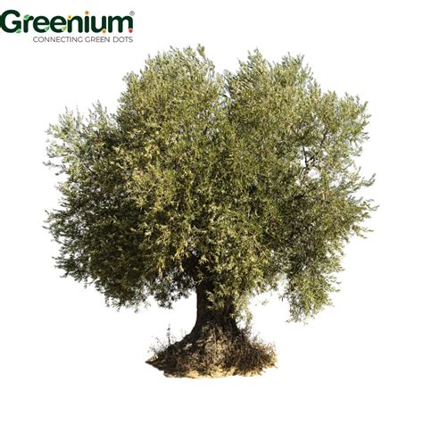 Discover the Beauty of Full Sun Exposure Green Olive Trees for Your ...
