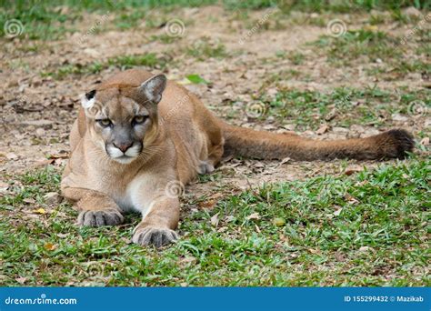 Cougar or Puma stock photo. Image of family, hunter - 155299432