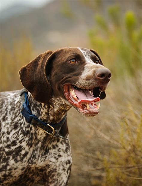Best Large Dog Breeds – Which Are the Top Family Pets?