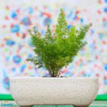 Lasaki Rectangle Ceramic Pots for Indoor Plants Planters Flower pots ...