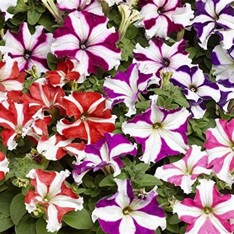 Live Green Petunia Star Mixed Flower Seeds - Variety Grandiflora Star ...