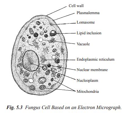 Structure and Reproduction Fungi and Lichens - Botany Optional for UPSC ...