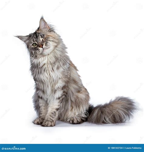 One Eyed Grey Maine Coon Cat Stock Photo - Image of coon, grey: 188143734