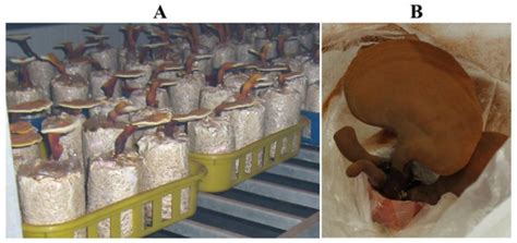 A Novel Strain Breeding of Ganoderma lucidum UV119 (Agaricomycetes ...