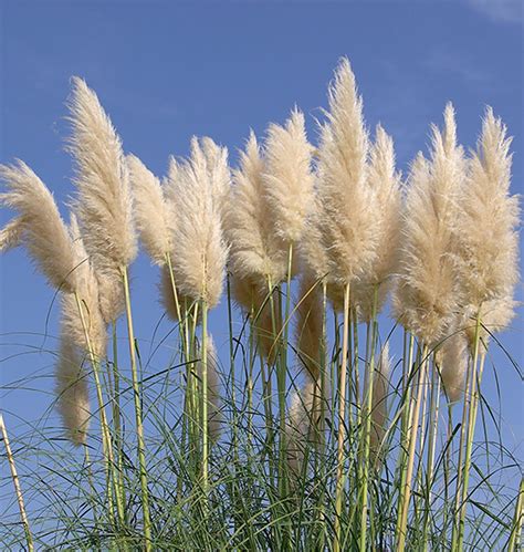 Tall Decorative Grass
