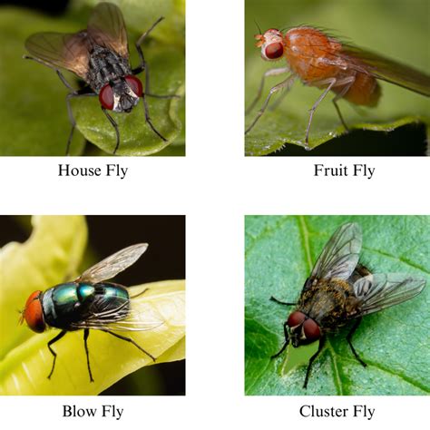How to Remove Flies from Your Home Without Chemicals - Safe Solutions