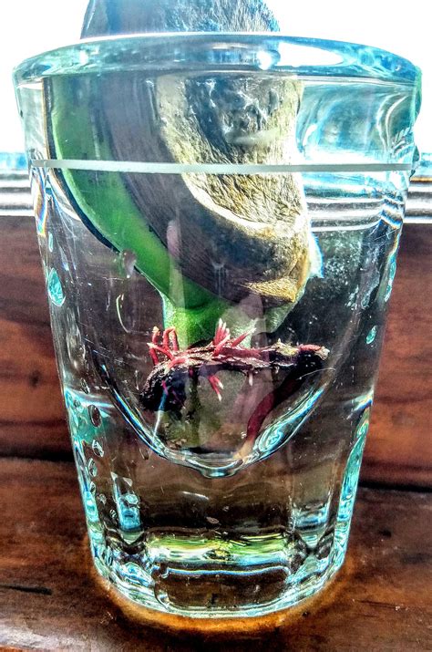 Image result for Mango Sprouting