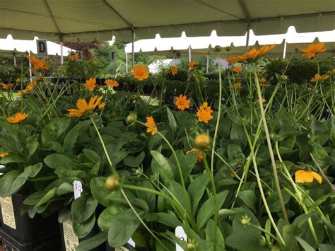 Grow Native Massachusetts Annual Native Plant Sale 2023, 240 Beaver St ...