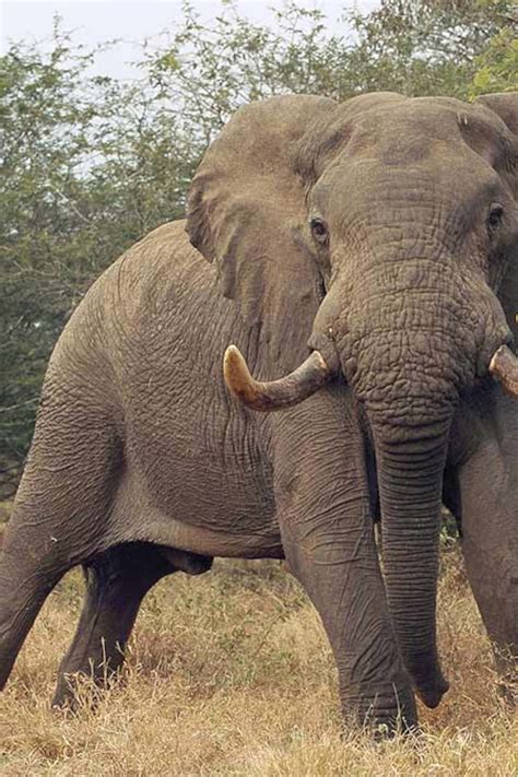 Image result for Elephant Insurance