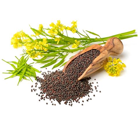 SiyAgro – Agricultural Inputs, Seeds & Biological Solutions in India