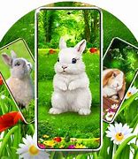 Image result for Super Cute Fluffy Bunnies