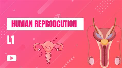 Image result for How Humans Reproduce
