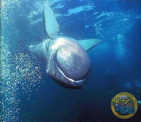 「巨口鯊」被確認存在！這次被日本發現，專家稱它已受傷 - 華語熱點
