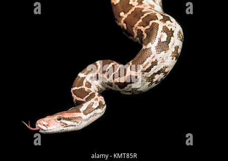 Image result for Ajgar Python