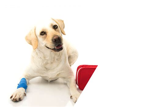 Pet Emergencies - Animal Hospital Southwest