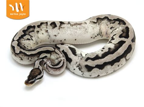 Image result for Axanthic Pied Ball Python