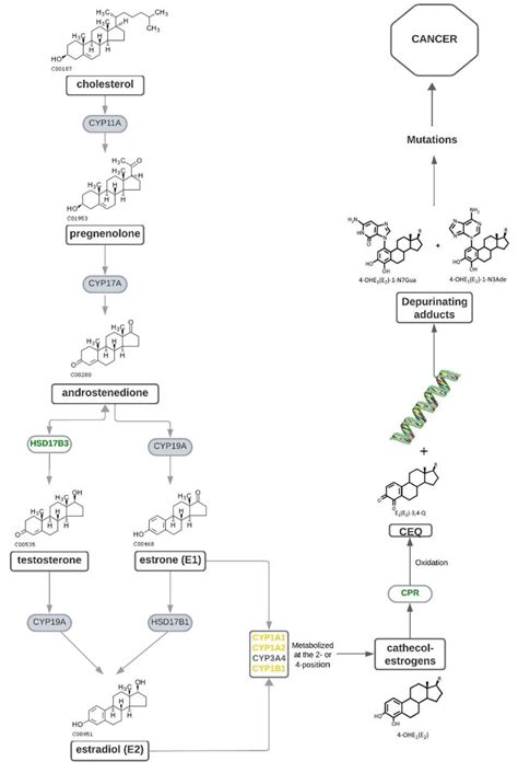 Insights into the State of the Art of Urogenital Schistosomiasis with a ...