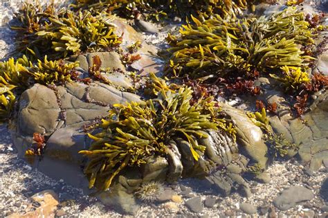 18 Different Types of Ocean Plants