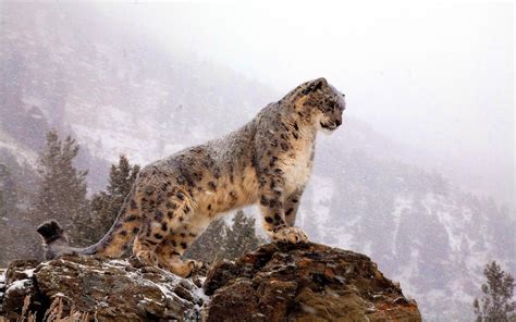 Image result for Mac OS Snow Leopard