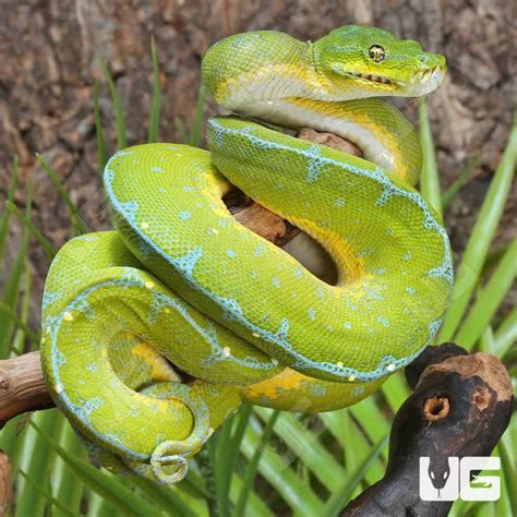 Image result for Yellow Green Tree Python
