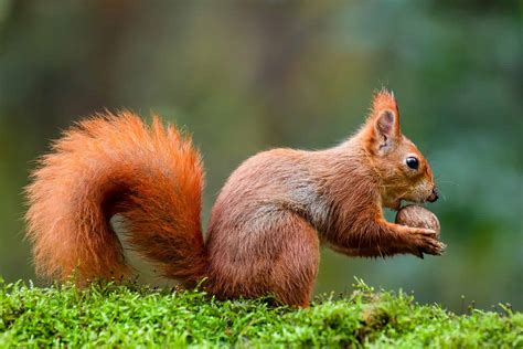 Do Squirrels Make Good Pets? The Pros and Cons - A-Z Animals