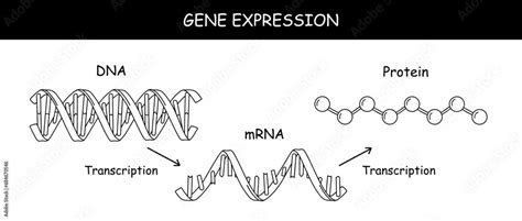 RNA 的图像结果